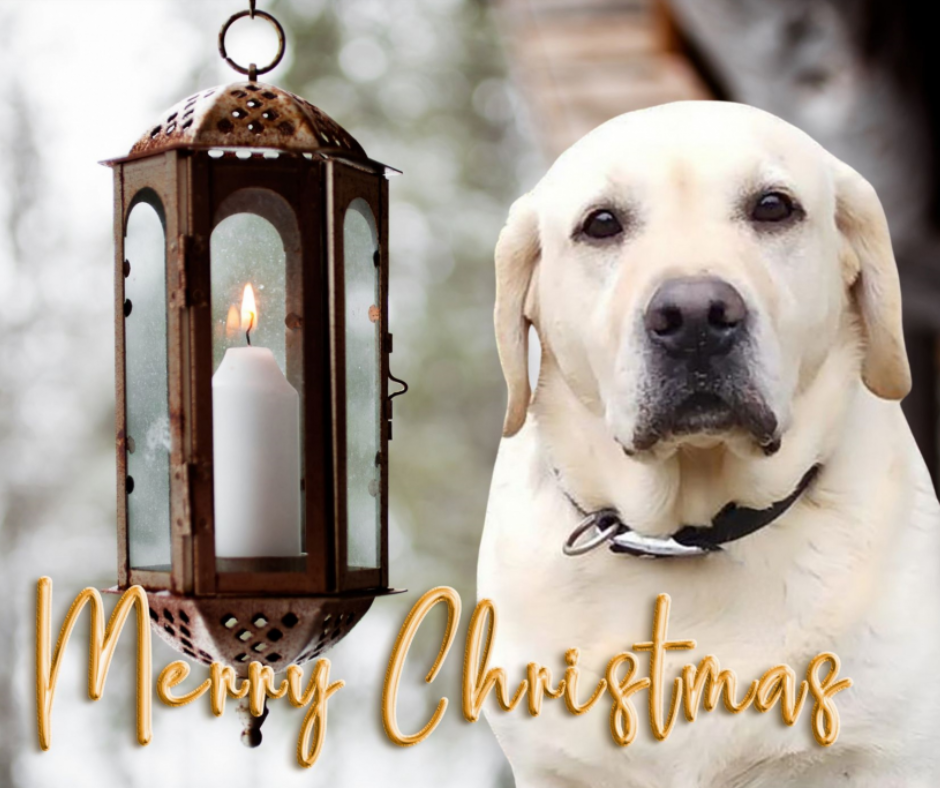 Dog Desk Jonny Deluxe  Christmas Card