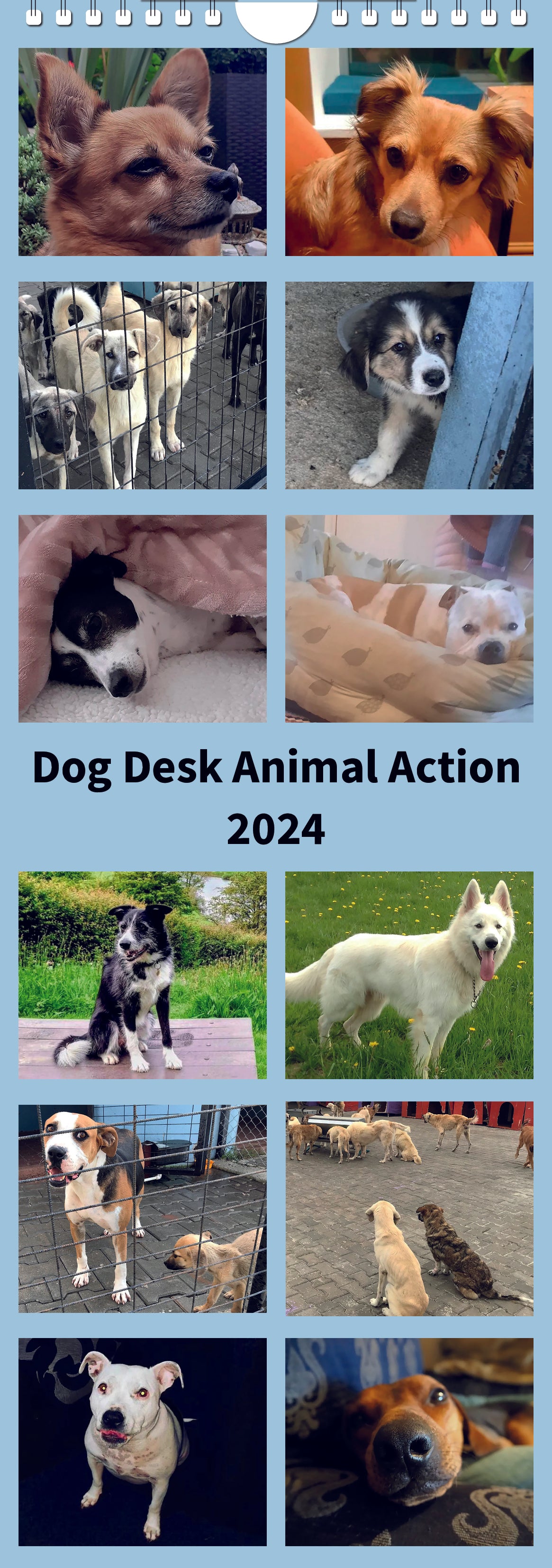 Dog Desk Animal Action Calander 2024
