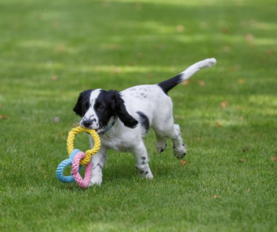 Little Rope Hearts Dog Toy